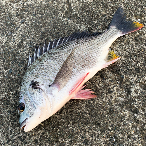 キチヌの釣果