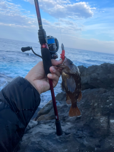 エゾメバルの釣果