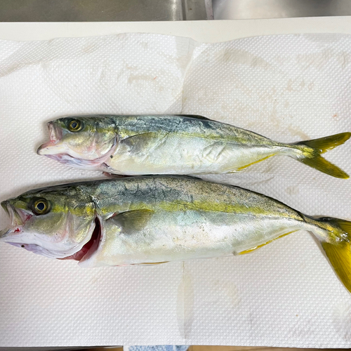 ツバスの釣果