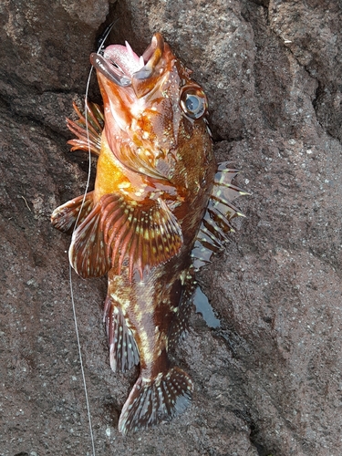 カサゴの釣果