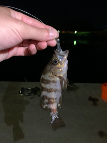 メバルの釣果