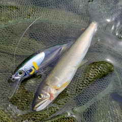 アユの釣果