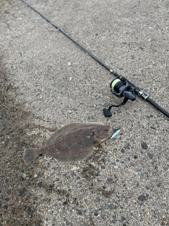 ミズクサガレイの釣果