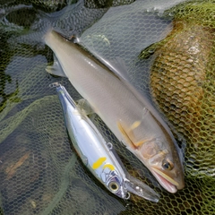 アユの釣果