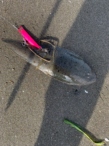 シタビラメの釣果