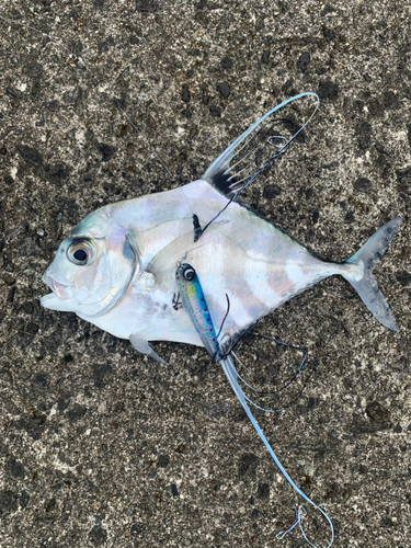 イトヒキアジの釣果