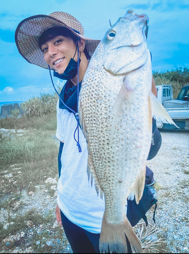 ホシミゾイサキの釣果