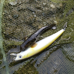 ヌマチチブの釣果