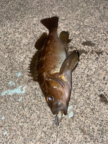 エゾメバルの釣果