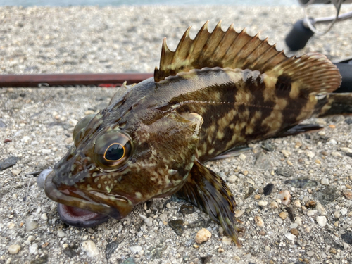 カサゴの釣果