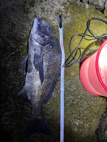 チヌの釣果