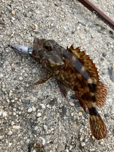 カサゴの釣果