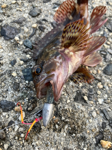 カサゴの釣果