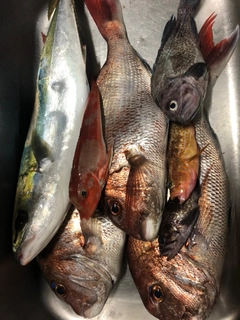 タイの釣果