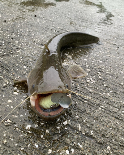 ナマズの釣果