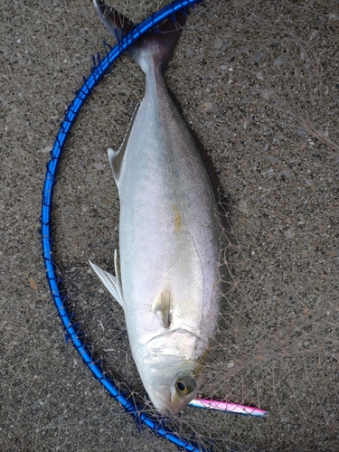 ネイリの釣果