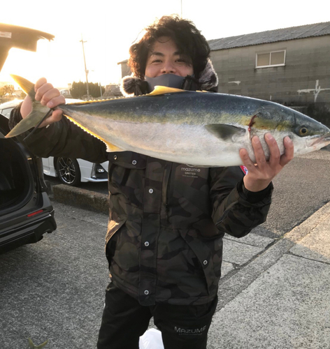 ブリの釣果