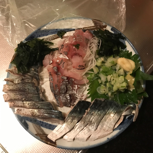 サバの釣果