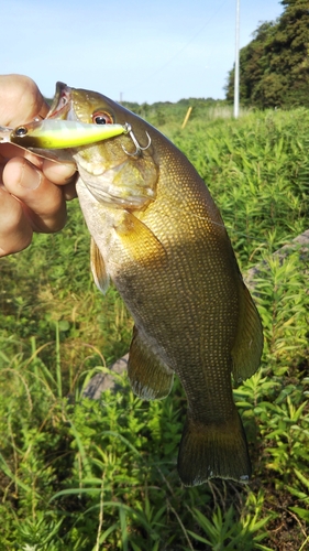 スモールマウスバスの釣果