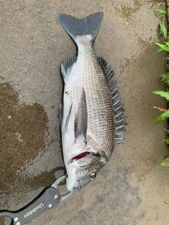 チヌの釣果