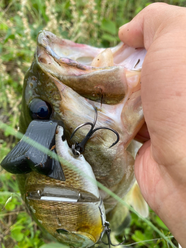 ラージマウスバスの釣果