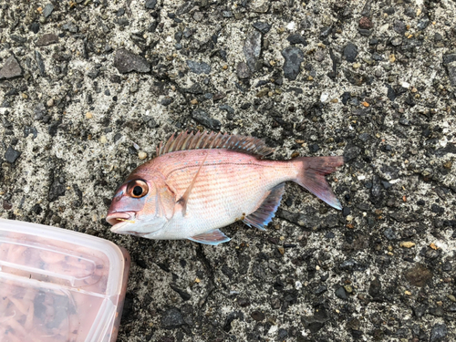 マダイの釣果