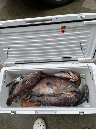 マハタの釣果