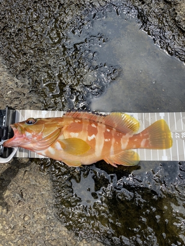 アカハタの釣果