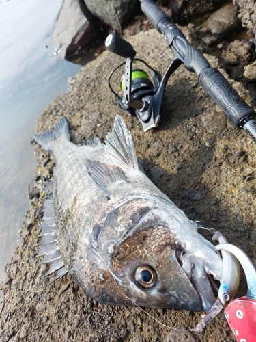 チヌの釣果