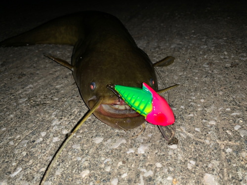 ナマズの釣果