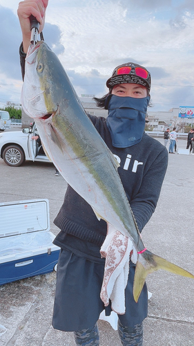 ブリの釣果