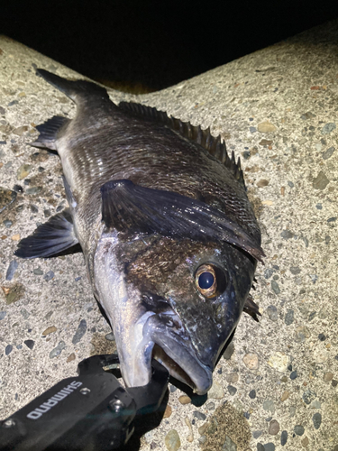 クロダイの釣果