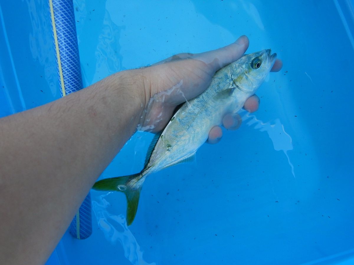 GT長島さんの釣果 3枚目の画像