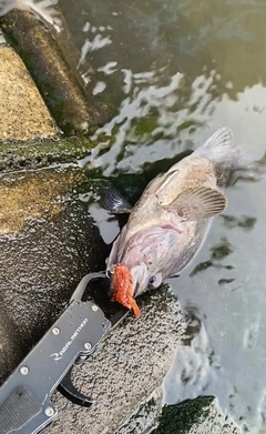 クロソイの釣果