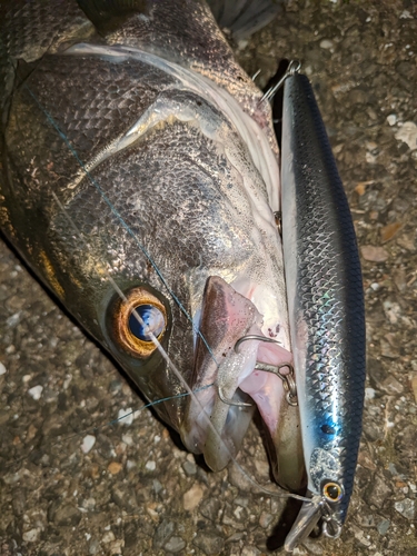 フッコ（マルスズキ）の釣果