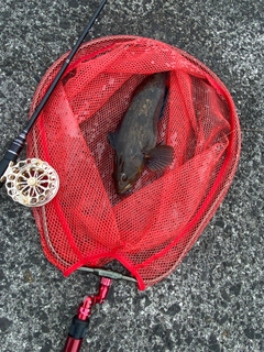 アブラコの釣果