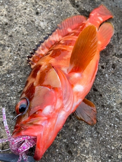 アカハタの釣果