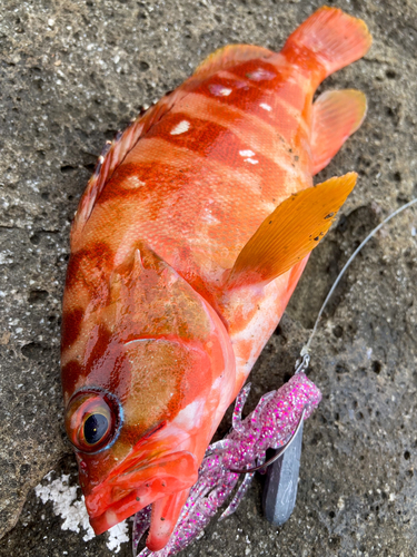 アカハタの釣果