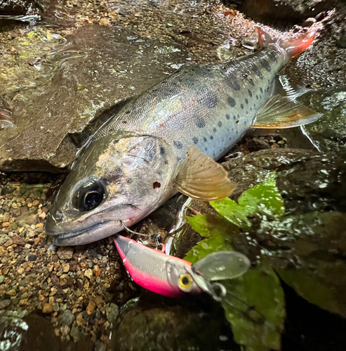 アマゴの釣果