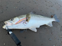 シーバスの釣果