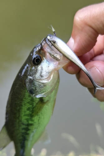 ラージマウスバスの釣果