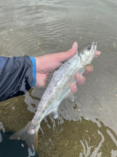 ヤマメの釣果