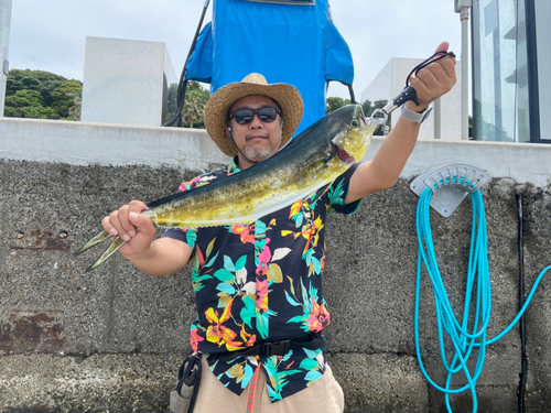 シイラの釣果