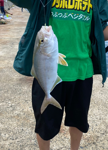 ネリゴの釣果