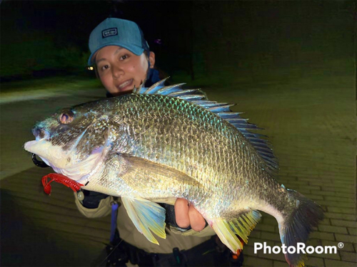 キビレの釣果