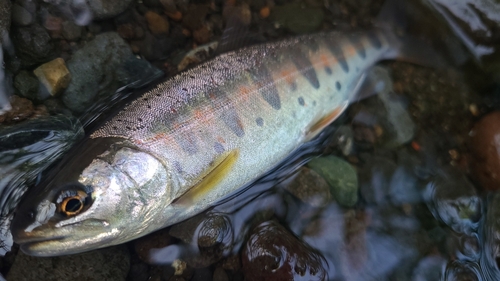 アマゴの釣果