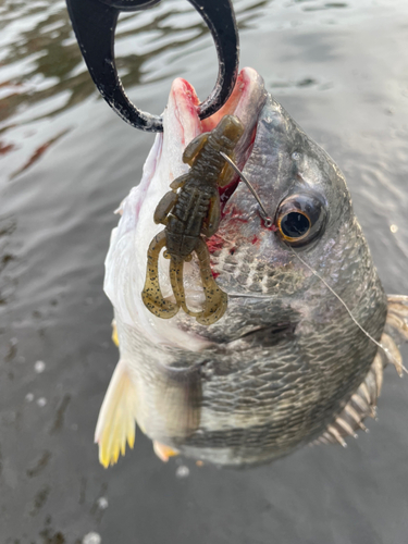 キビレの釣果