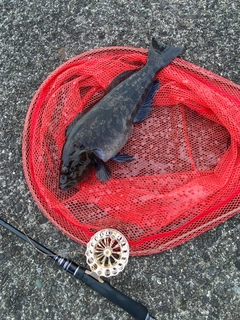 アブラコの釣果