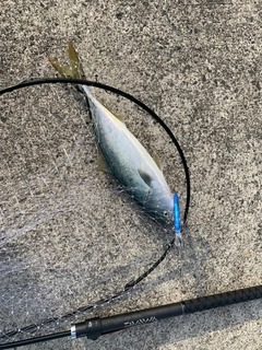 ハマチの釣果