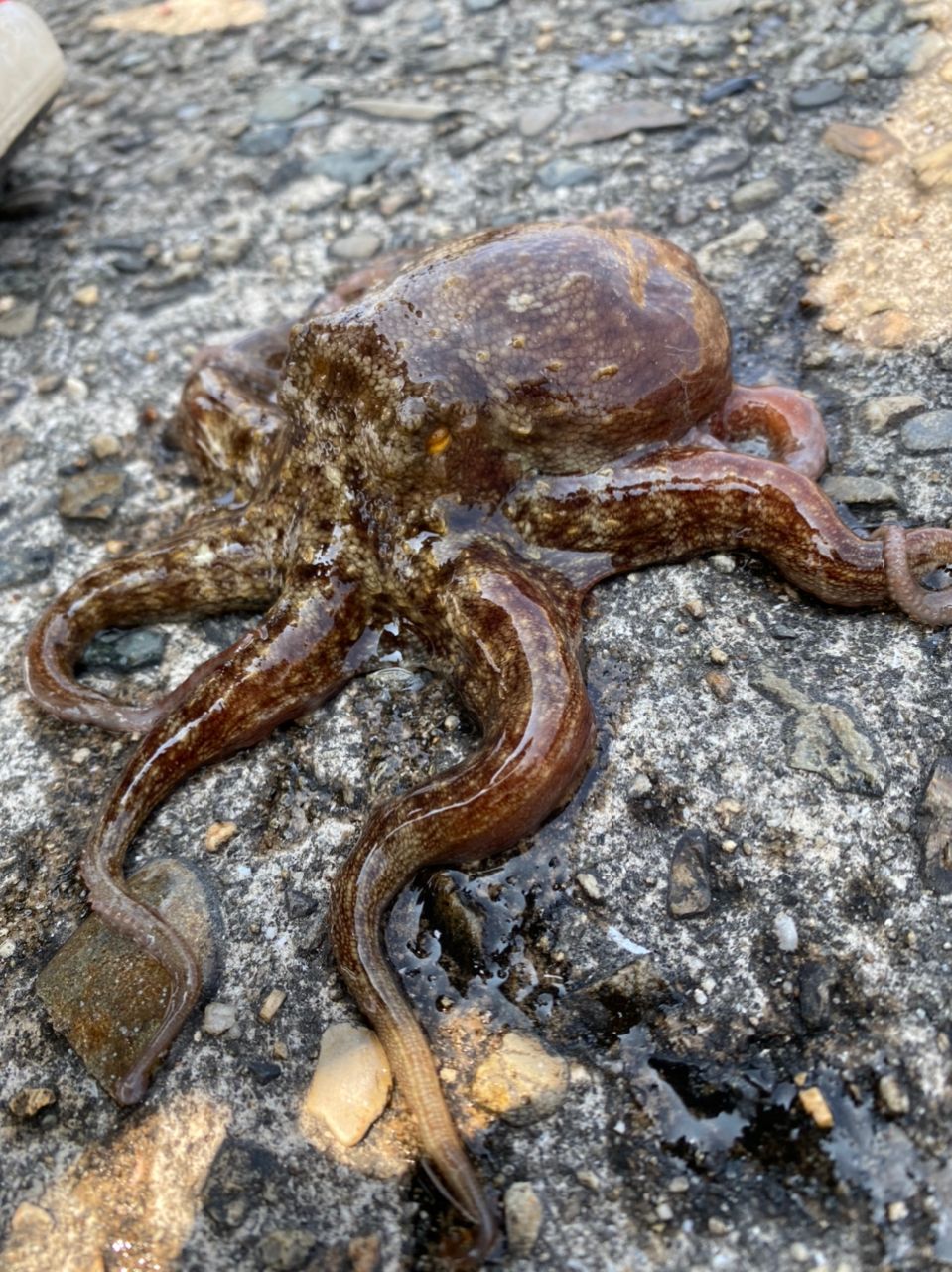 タコ